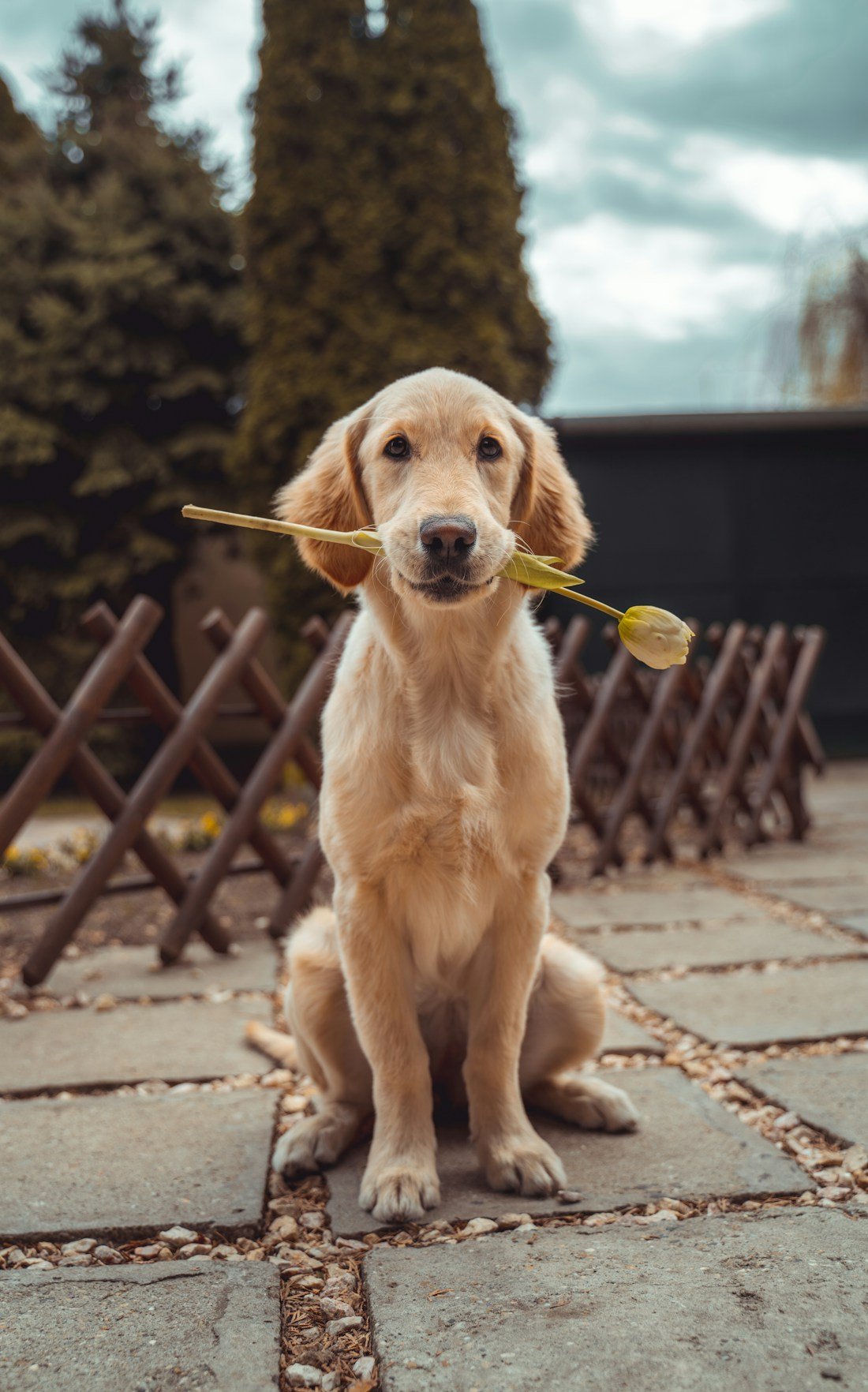 Portrait de golden retriever — image d’illustration